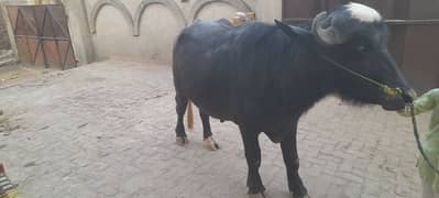bull for sale for qurbani