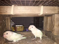 Lovebirds for sale healthy and active pairs
