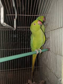 ringneck pair active and healthy age 3 years confirm pair