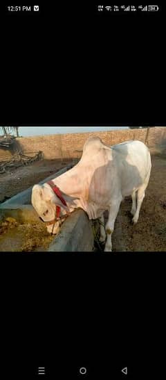 cow for urgent sale