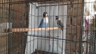 3 Blue Parsnata Breeder Pairs, Green Euwing
