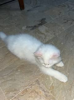 Persian Cat 95 days