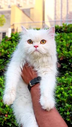 Female cat - white cat - pershian cat