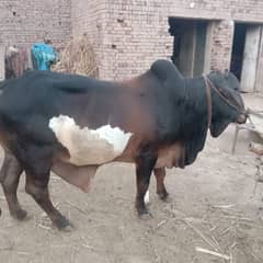 Qurbani ka Janwar/ Bachra /Bull for Sale/desi vacha/Desi bulls