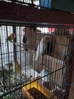 albino red eye dec ino parblue ino red dove breeders and pathy