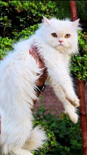 female cat - pershian cat - white cat 1
