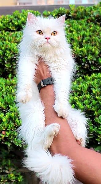 female cat - pershian cat - white cat 2