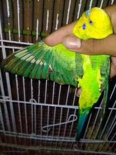 Black wing male for selling