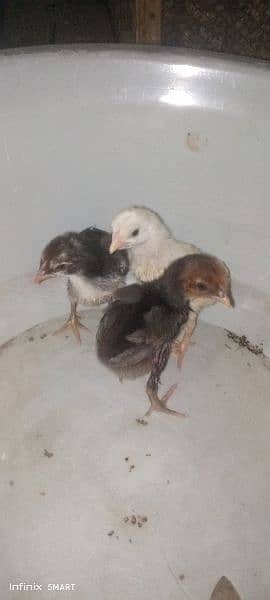 White Hera Aseel ka chicks for sale 1