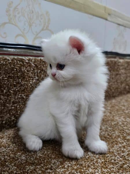 Persian kittens 8