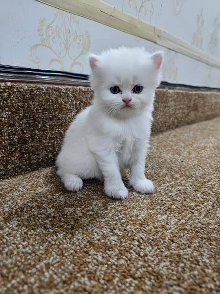 Persian kittens 11