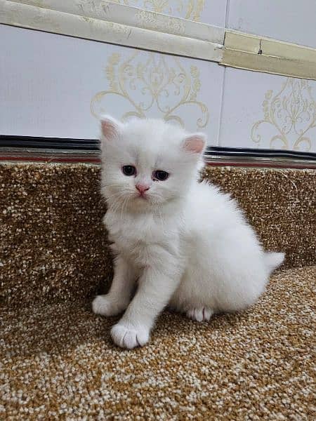 Persian kittens 13
