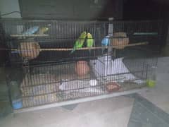 3 pair of australian parrots with cage
