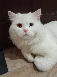 persian cat odd eyes
