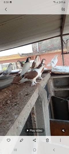 pigeons available in rwp