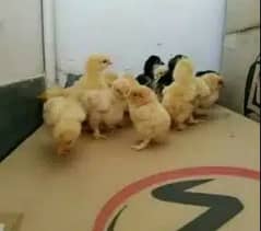 golden buff white buff chicks available for sale in whole sale rate