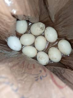 Aseel Hera And Muskha cross Eggs for sale