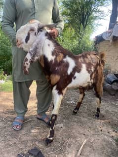 Qurbani goat