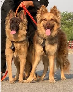 Alishan Bagri  full security dog pair 8 mohtn for sale