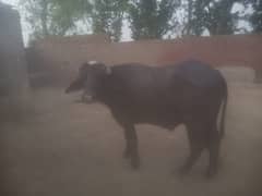 Male Cow Bull Katta for Sale
