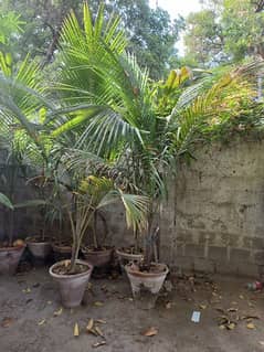 Srilankan  Coconut  Plants