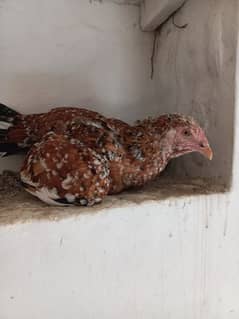 pure aseel hen is available