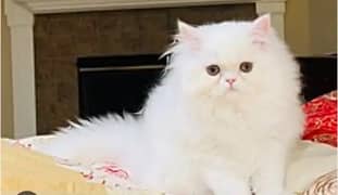 all color Persian cats and dogs available of every breed