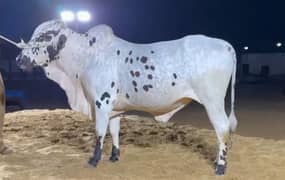 White Australian Bachra Cattle Farm Palai Bachra