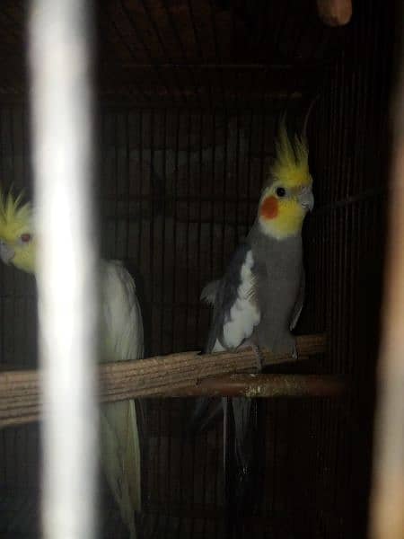 beautiful and healthy cocktail pairs and males for sale available 1