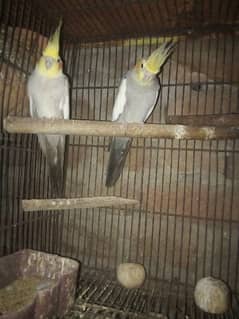 beautiful and healthy cocktail pairs and males for sale available