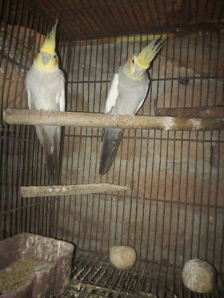 beautiful and healthy cocktail pairs and males for sale available 2