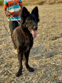 Black German Shepherd breeder female for sell