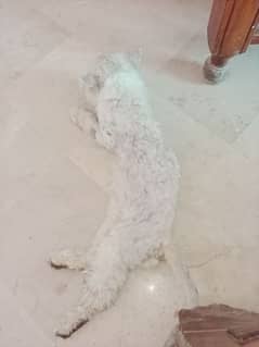 urgent sale Persian male trimmed due to summer 03190428710