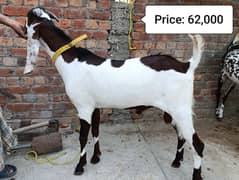 Qurbani Goat/Bakry for Sale