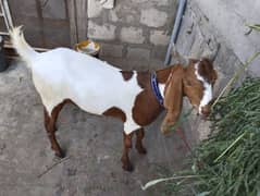 kamoori abluk male goat