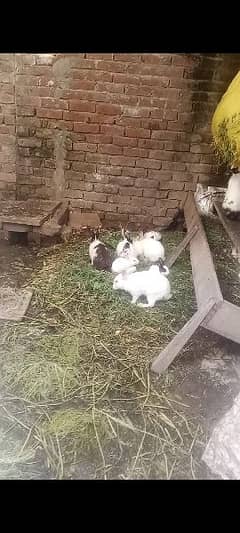 Rabbit breeders pair and bunnies All set up for sale due to shifting