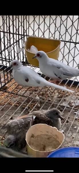 diamond pied red pied dove pathay adult 2