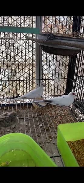 diamond pied red pied dove pathay adult 4
