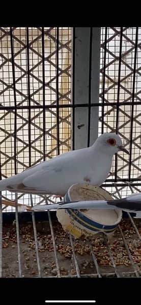 diamond pied red pied dove pathay adult 5