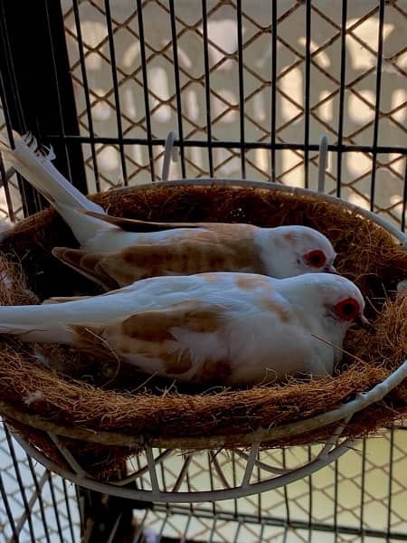 diamond pied red pied dove pathay adult 6