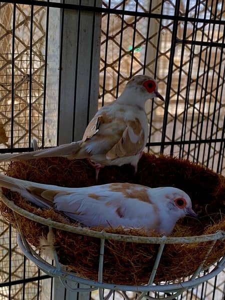 diamond pied red pied dove pathay adult 8