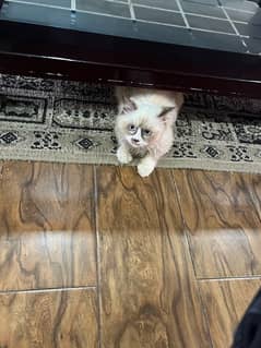Ragdoll Kitten & Persian cat triple coated.