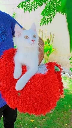 Pure White Tripple Coatted Russian Kitten for sale