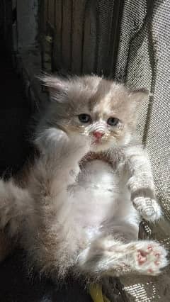 Male kittens Persian triple cout