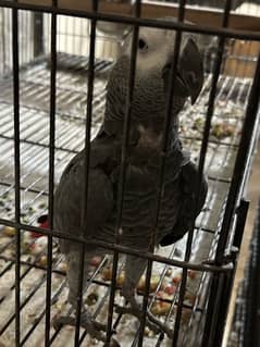 African Grey Parrot Male yellow eyes