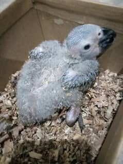Grey paroot chick /03152248124