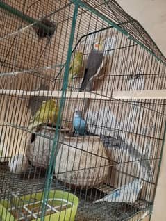 budgie/Australian parrots breeder pair for sale