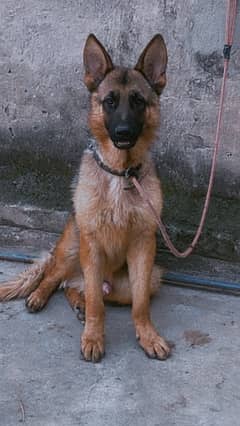 German male 9 month old vaccinated parents pedigree pup non pedigree