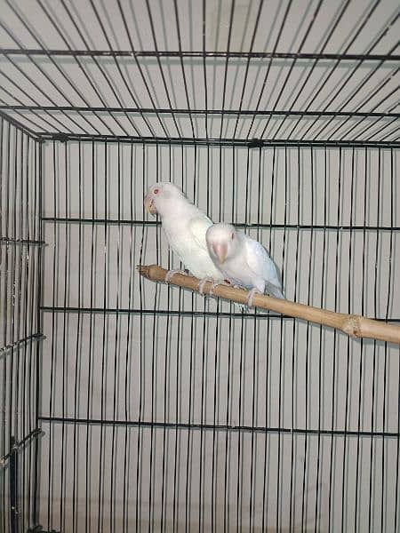 Albino red eye pair for sale 1