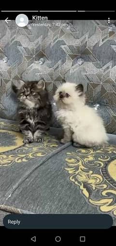 GIFT QUALITY HEALTHY PERSIAN kittens ,casH on Delivery,03254675700